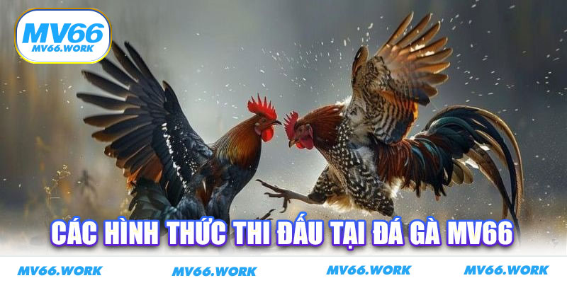Các hình thức thi đấu tại đá gà MV66